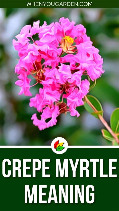 crepe myrtle spiritual meaning
